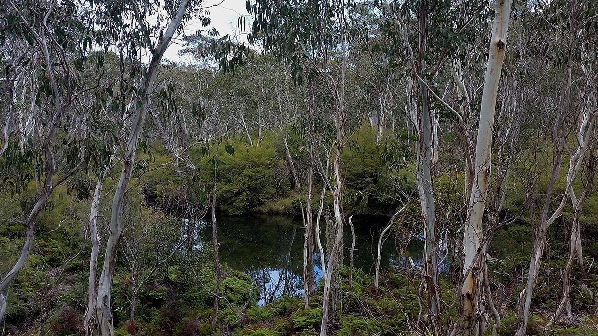 The Gloucester River pooling under gums on the River Walk, Gloucester Tops, Barrington Tops