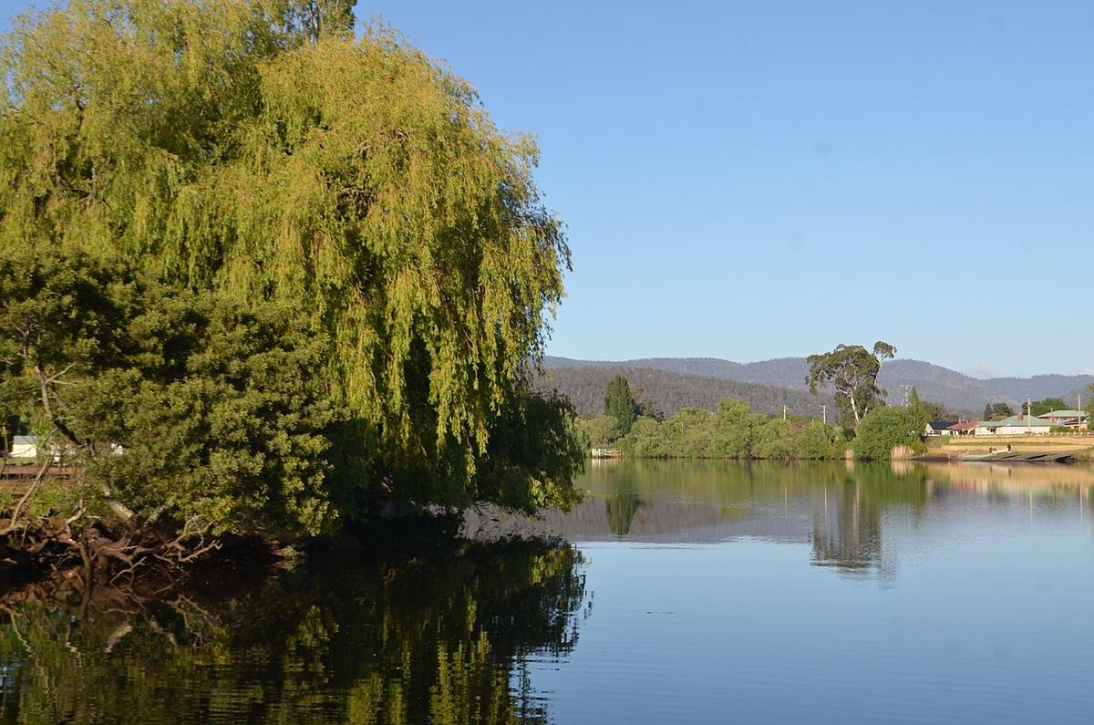 The Derwent River at New Norfolk, Tasmania, with willows on the bank and hills behind