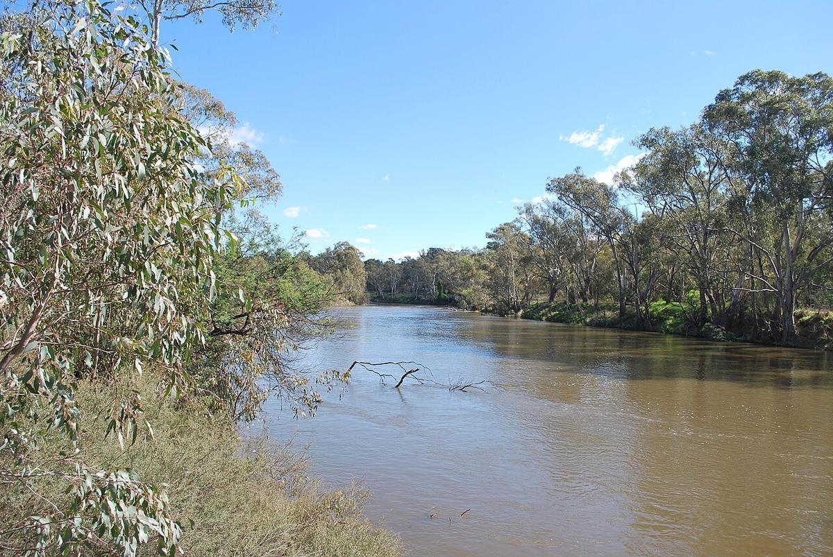 The Goulburn River at Seymour, Victoria, lined with river red gums and a snag in the current