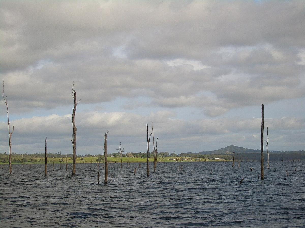 Dead tree trunks from the forest drowned around 1958 standing above the surface of Lake Tinaroo, Atherton Tablelands, Queensland