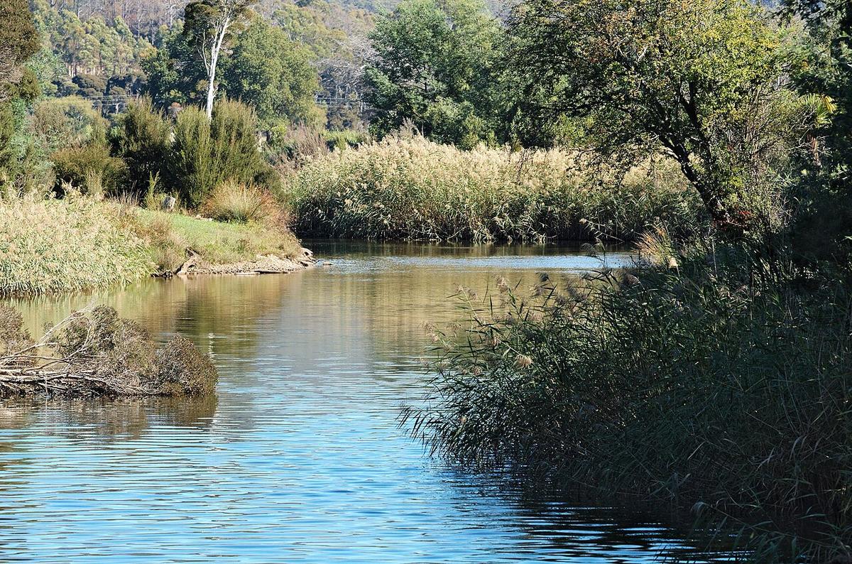 The Mersey River at Latrobe, Tasmania, a calm reach between reed beds near Bells Parade