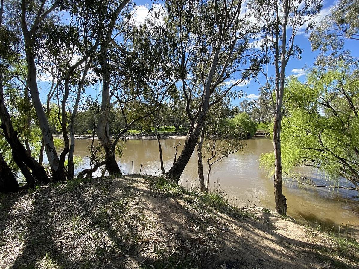 The Murrumbidgee River at Ashmont Reserve, Moorong, with river red gums